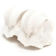 OSSOS COM NO DE CALCIO OSSOS COM NO DE CALCIO